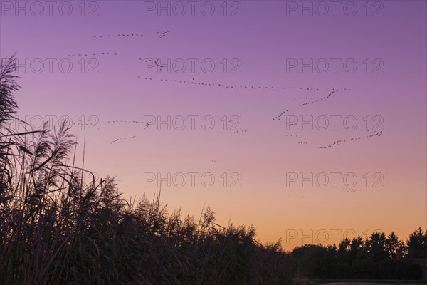 Pulling Greylag goose