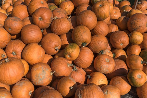 Halloween pumpkins