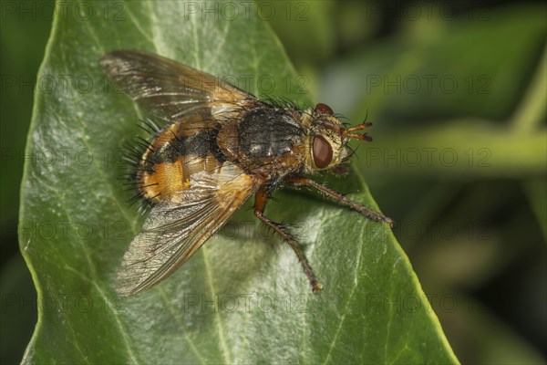 Parasitic fly