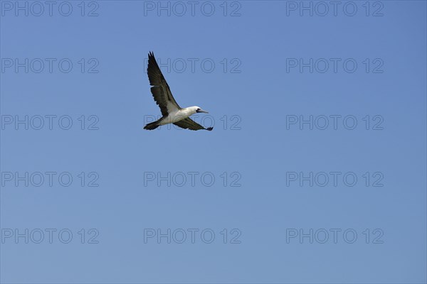 Guano Booby