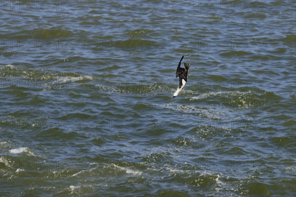 Guano Booby