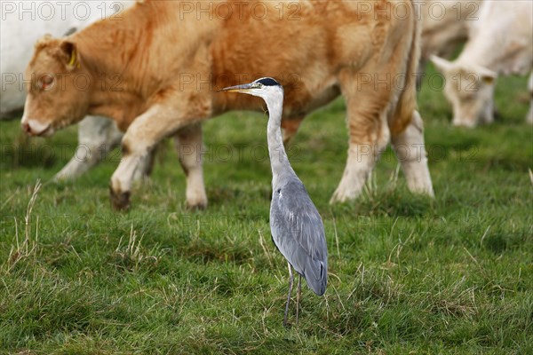 Grey heron