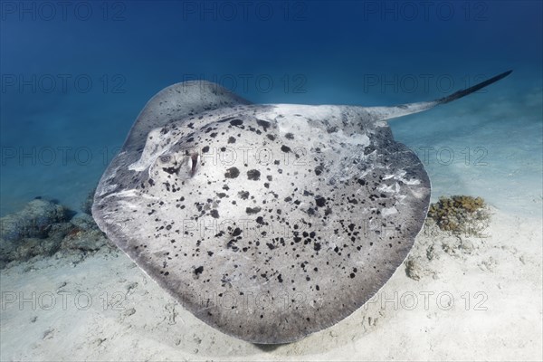 Black spotted stingray