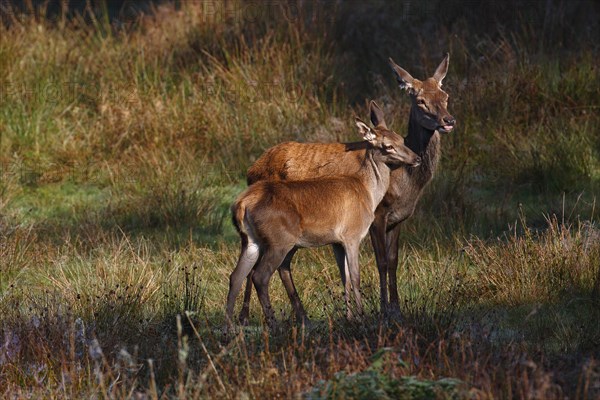 Red deer-cow