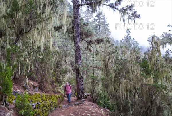 Cloud forest with hanging lichens