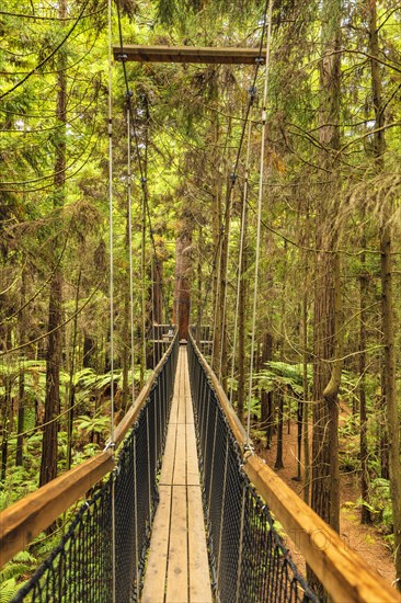 Redwood Treewalk