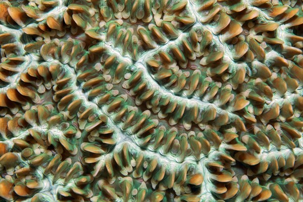 Colony of coral polyps in brain corallae