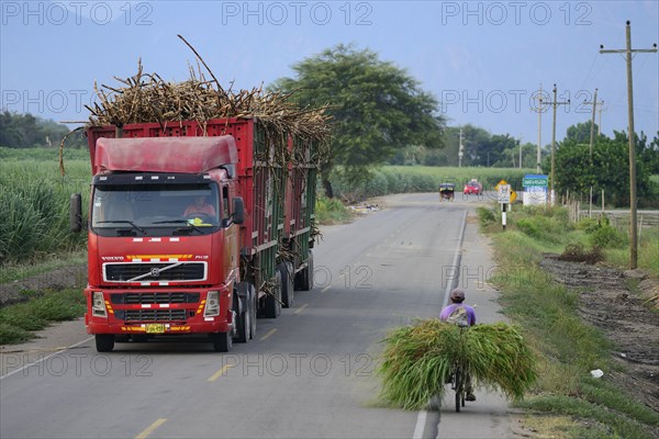 Truck loaded with sugar cane