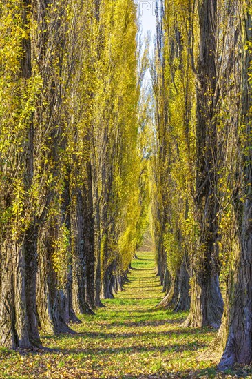 Columnar poplar avenue