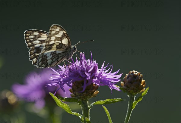 Marbled white