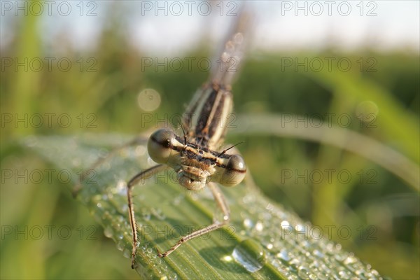 White-legged damselfly