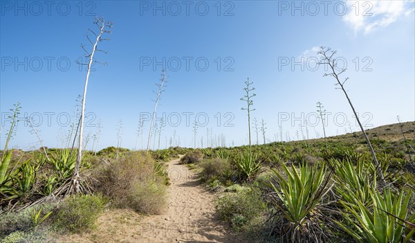 Route through agaves