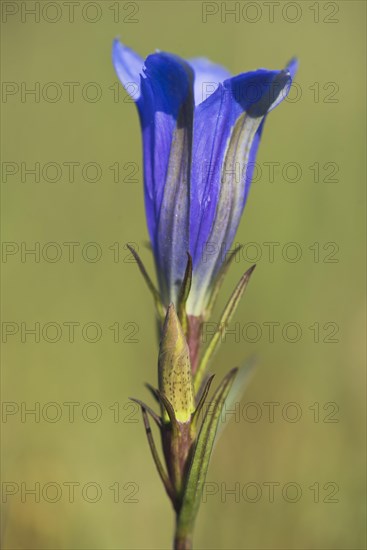 Marsh gentian