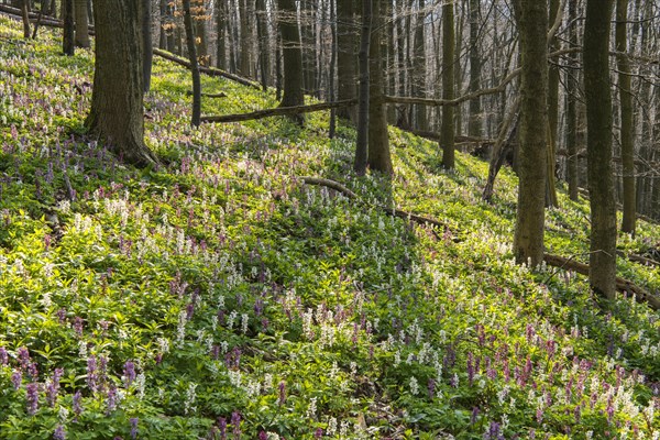 Hollow larkspur