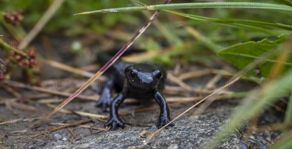 Alpine Salamander