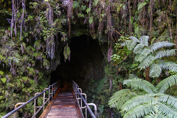 Entrance to Thurston Lava Tube