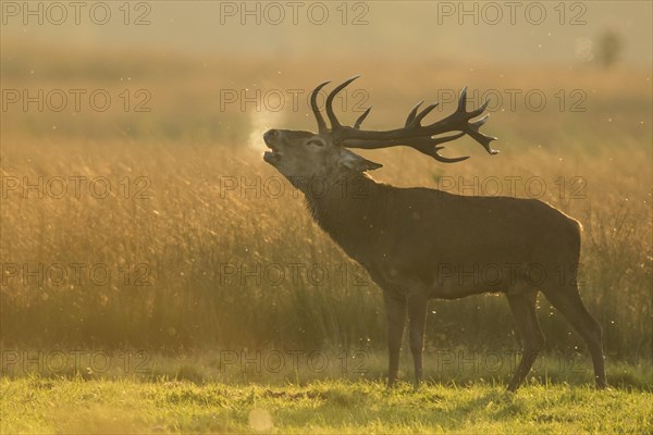 Tube transmitter red deer
