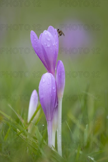 Autumn crocus or Meadow saffron