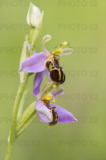 Bee orchid