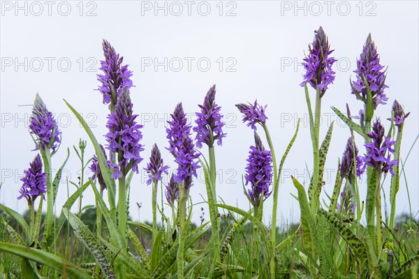 Southern marsh orchid