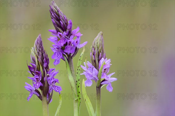 Southern marsh orchid