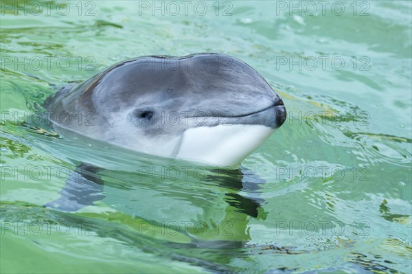 Portrait of a Porpoise