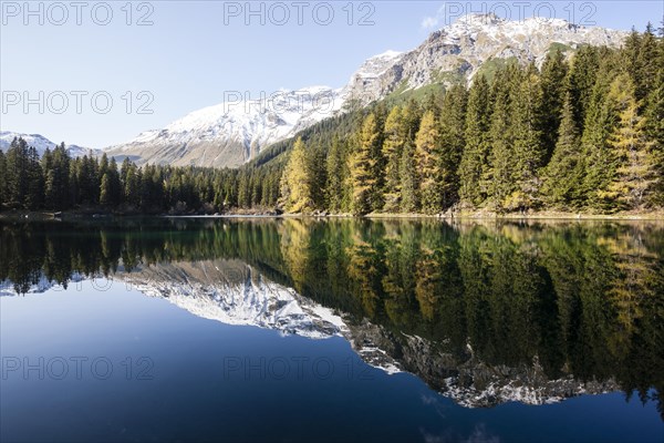 Autumnal larch forest at Obernberger See