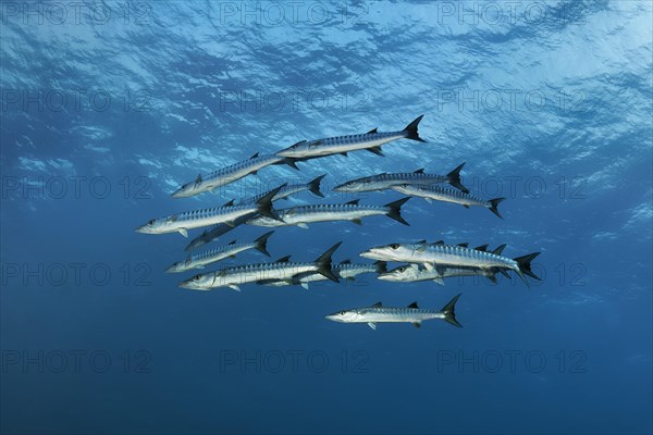 Swarm Blackfin barracuda