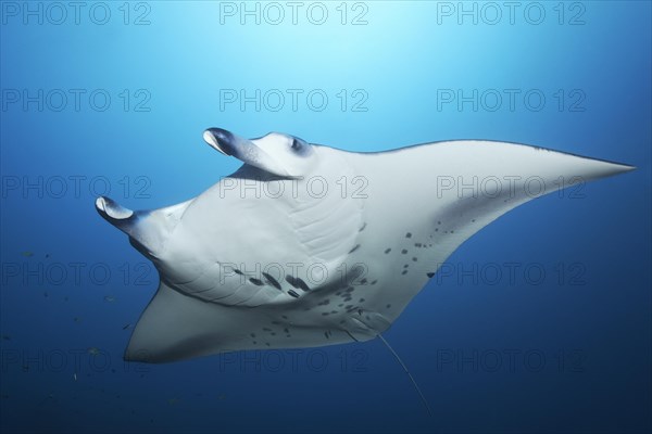 Reef manta ray