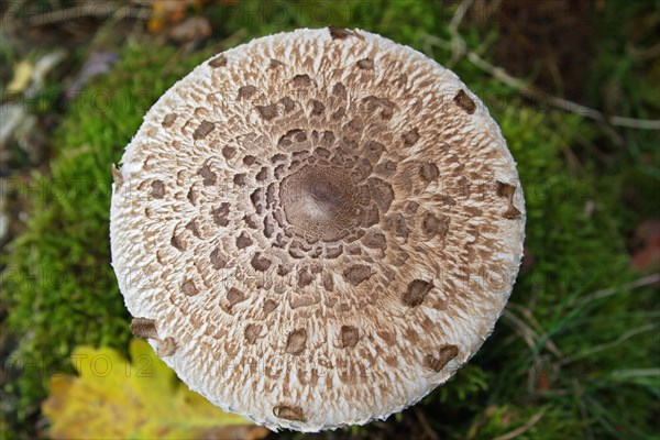 Parasol mushroom