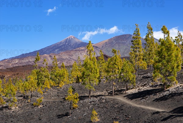 Canary Island pines