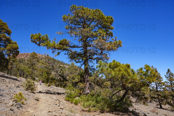 Hiker on the way to the Sombrero de Chasna through a Canary Island