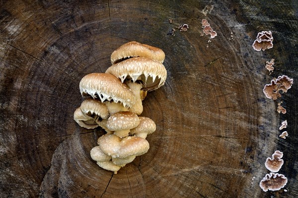 Pholiota populnea