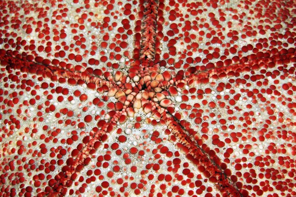 Underside with mouth of spiny cushion star