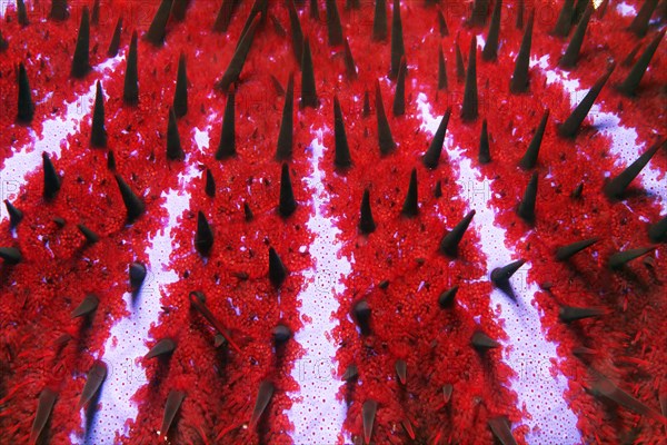 Detail of toxic Crown-of-thorns starfish