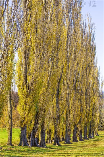 Columnar poplar avenue