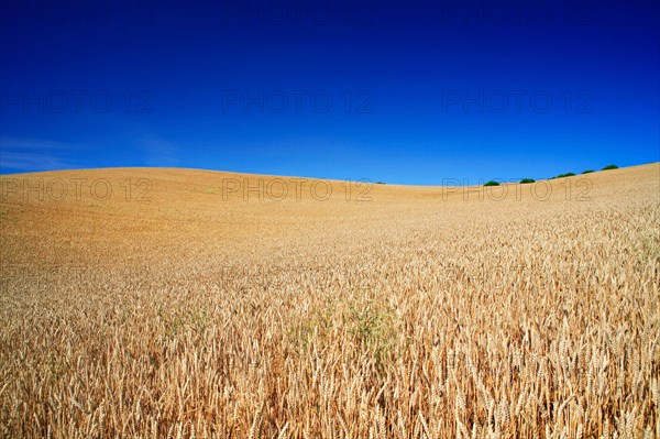 Wheat field under blue sky