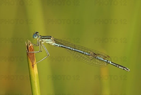 White-legged damselfly