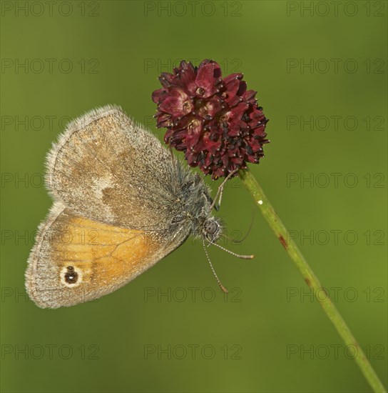 Small heath