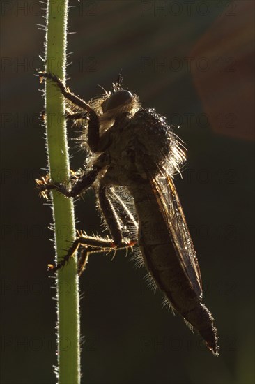 Robber fly