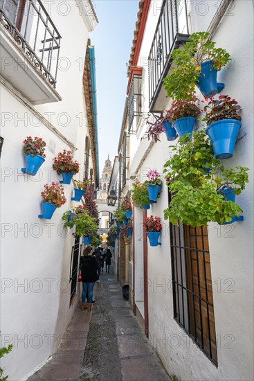 Calle de las Flores