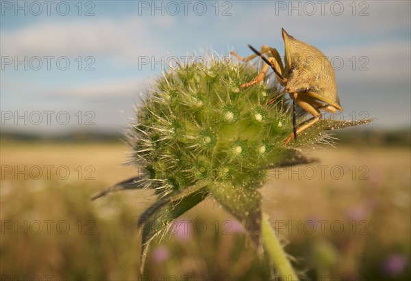 Stink Bug