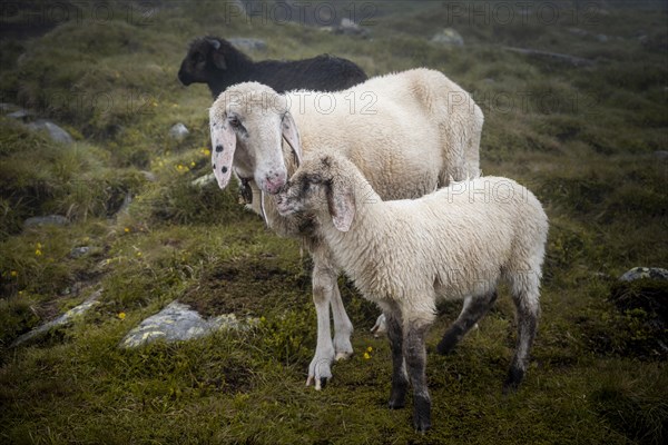 Mother with young animal