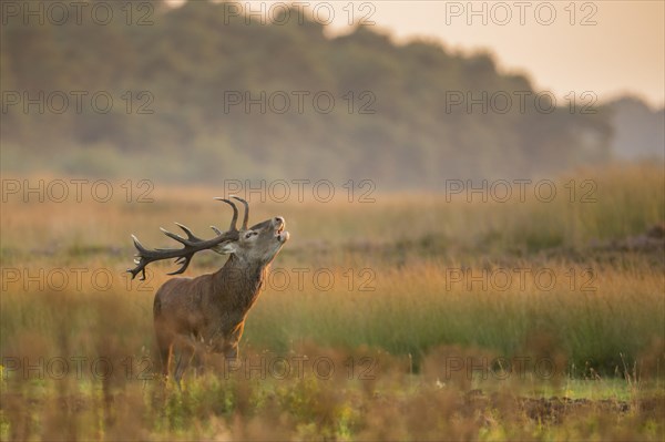 Tube transmitter red deer