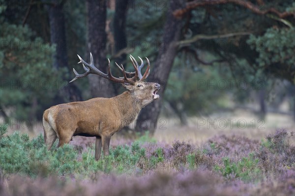 Tube transmitter red deer