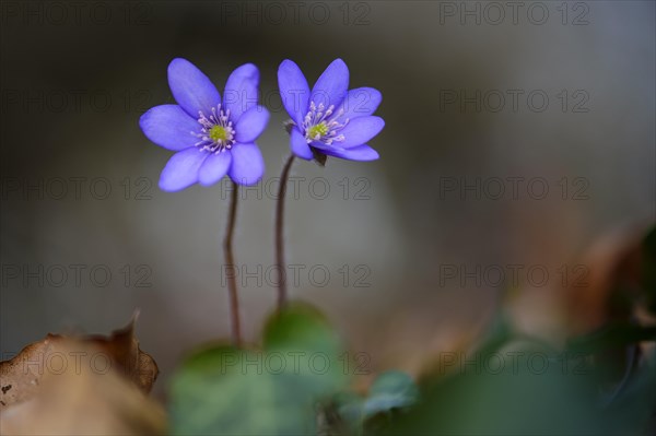 Flowering liverworts