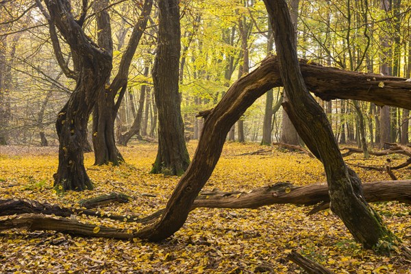 Autumn in the jungle Baumweg