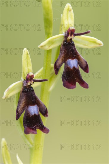 Fly orchid