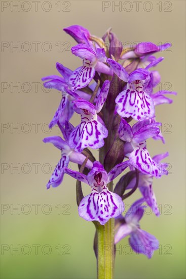 Southern marsh orchid