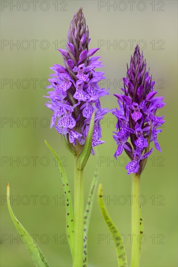 Southern marsh orchid